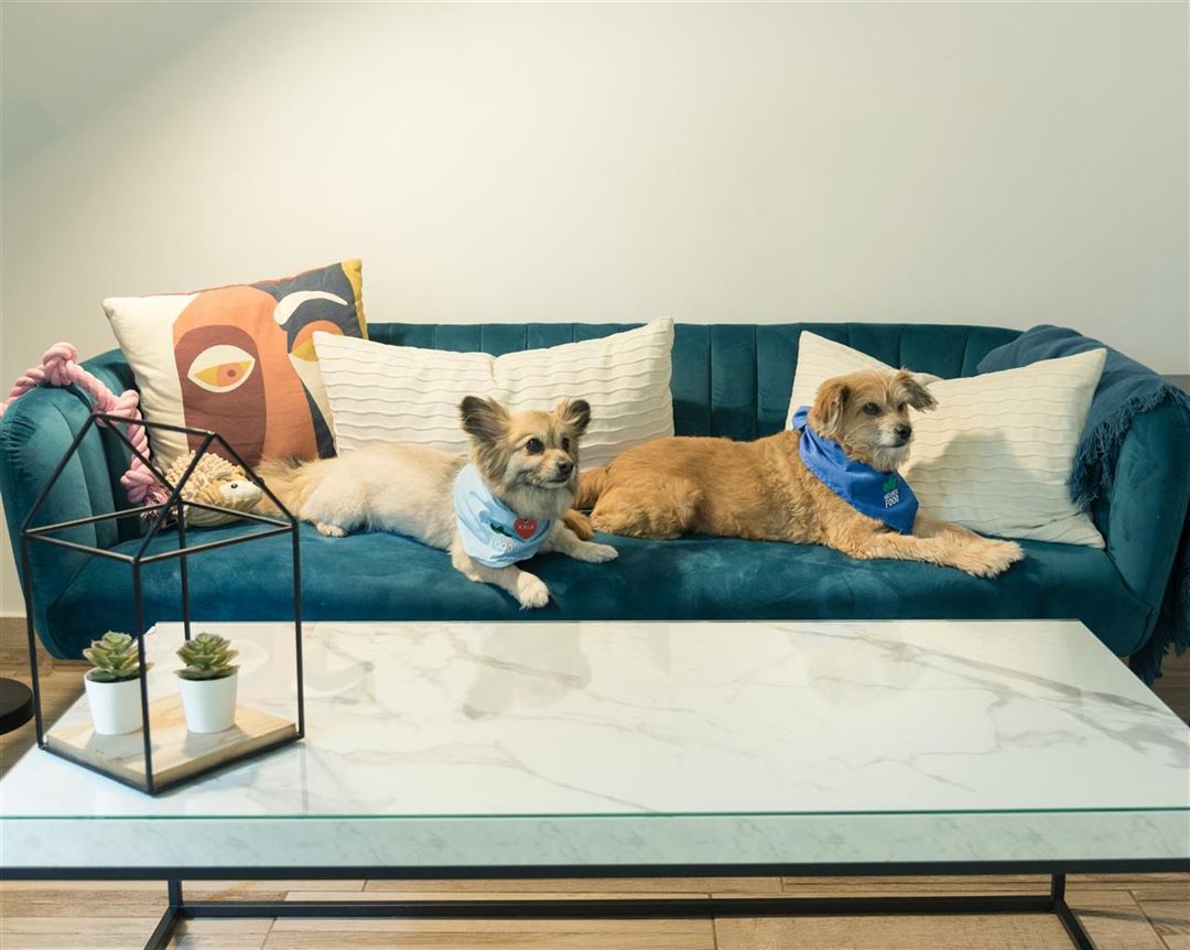 Find den perfekte hundesofa til din bedste ven